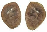 Fossil Shrimp (Peachocaris) Nodule Pos/Neg - Illinois #262960-1